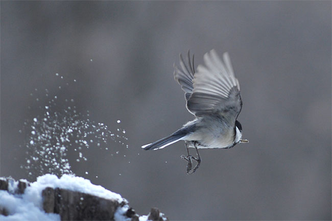 飛び去るシジュウカラ