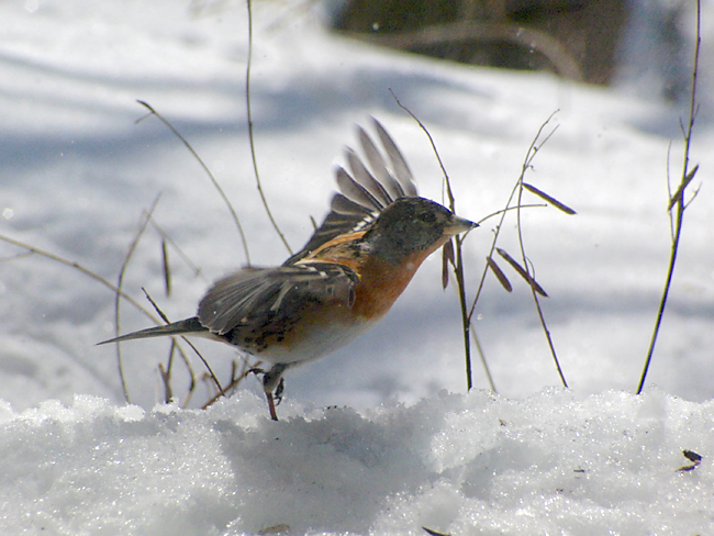 飛び立つアトリ