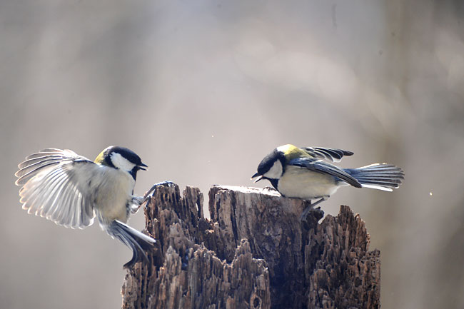 餌台でのの喧嘩