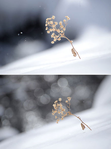 雪の中の枯れ花