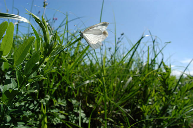 ヒメシロチョウ（2003　D100）