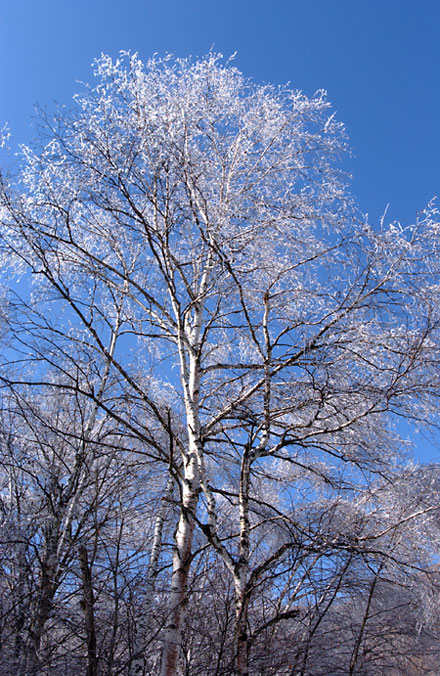 白樺についた氷（2003　D1X）