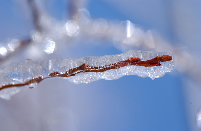 氷に閉じこめられた枝（2003　D1X）