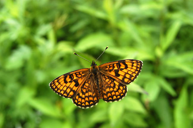 コヒョウモンモドキ