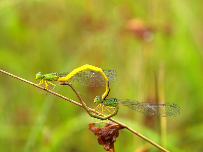 キイトトンボの交尾