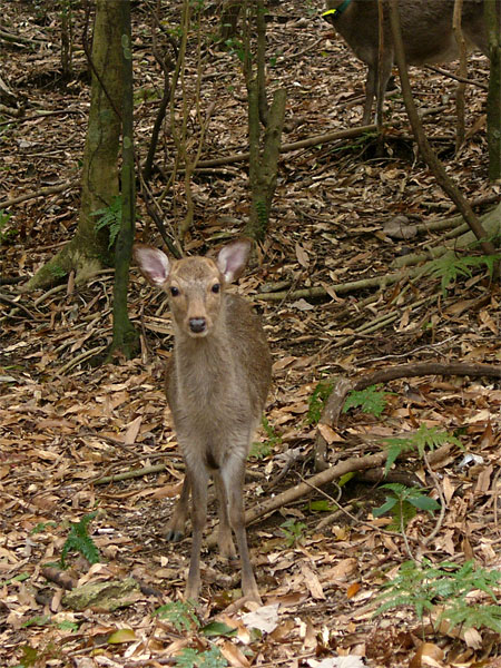 ヤクシカ(屋久島）