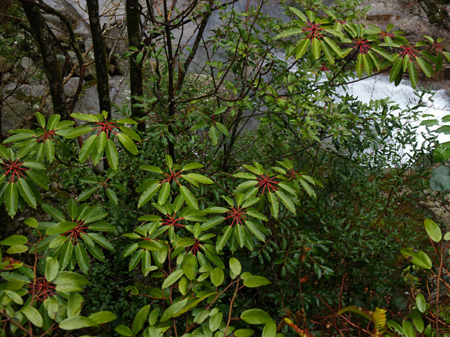 ユズリハ(屋久島）