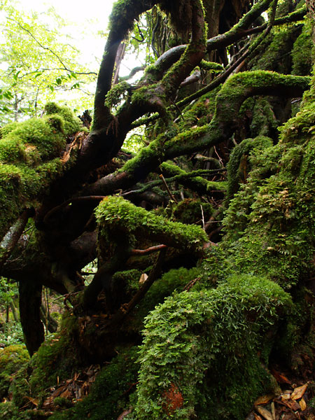苔むした林(屋久島）