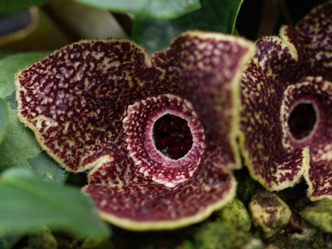 オニカンアオイ(ヤクシマカンアオイ）