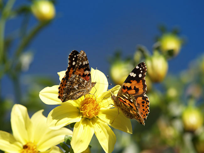 ヒメアカタテハ