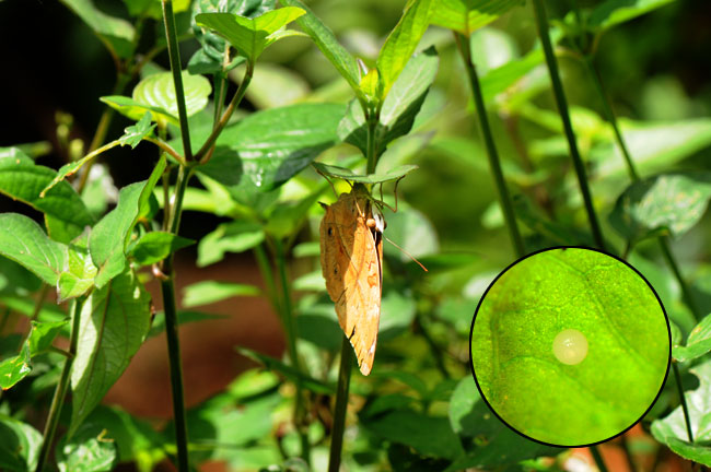 イワサキコノハの産卵