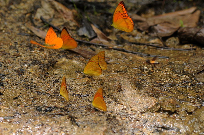 ベニシロチョウ