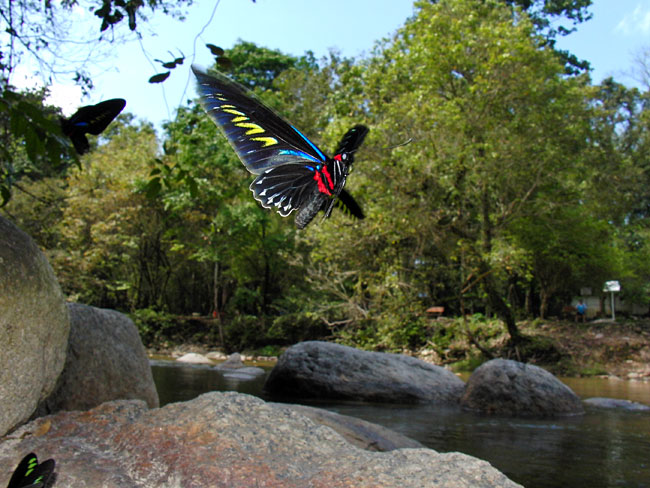 アカエリトリバネアゲハの飛翔