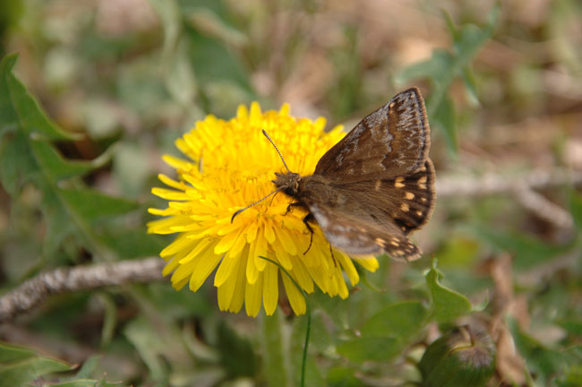 ミヤマセセリ（D2X　シグマ１８−２００）