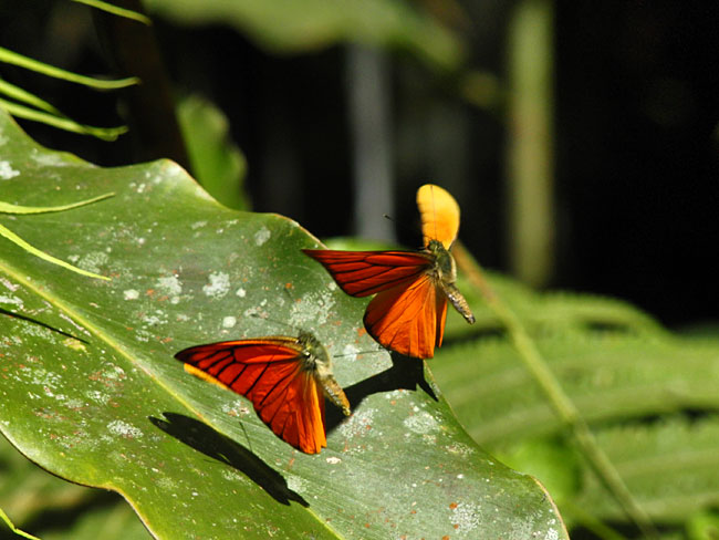 飛び立つベニシロチョウ（EX-F1)