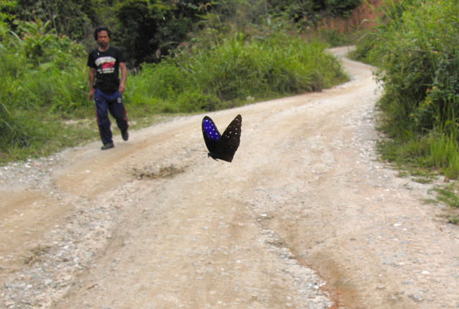 ツマムラサキマダラ