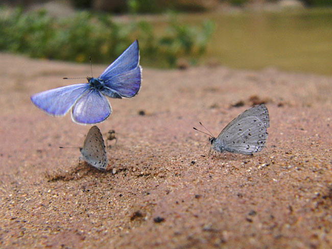 ルリシジミの仲間の飛翔