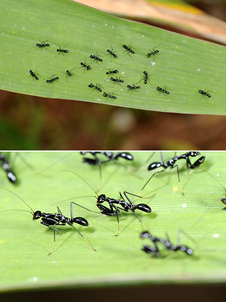 アリに似たカマキリ