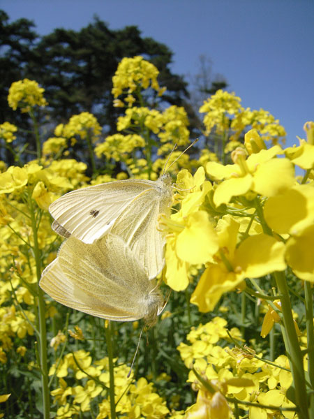 モンシロチョウの交尾（CaplioGX8）