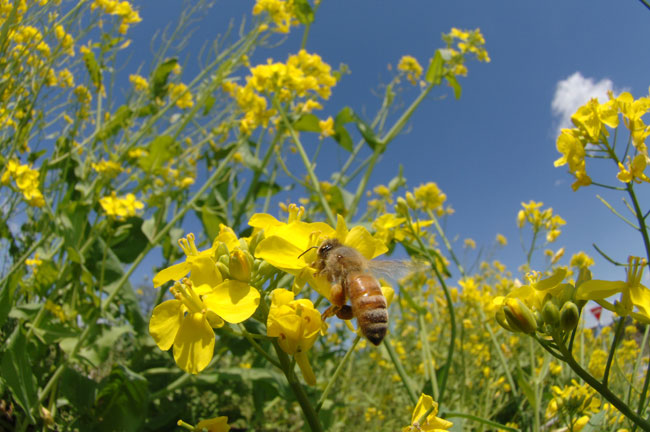 ミツバチを魚眼レンズで（10．5mmDXニッコール）