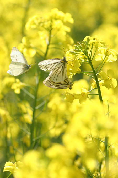 スジグロシロチョウの交尾（シグマ150mmマクロ）