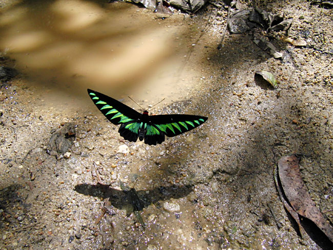 アカエリトリバネアゲハの飛翔（EX-F1）