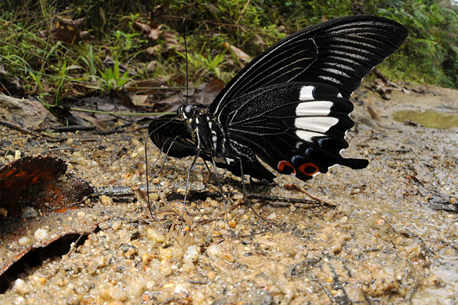 オオモンキアゲハ