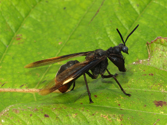 カマキリモドキ
