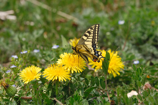キアゲハ（２００mmマイクロニッコール）
