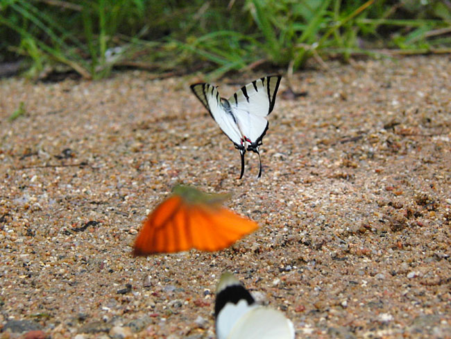 ヒメシロオナガタイマイ（EX-F1）