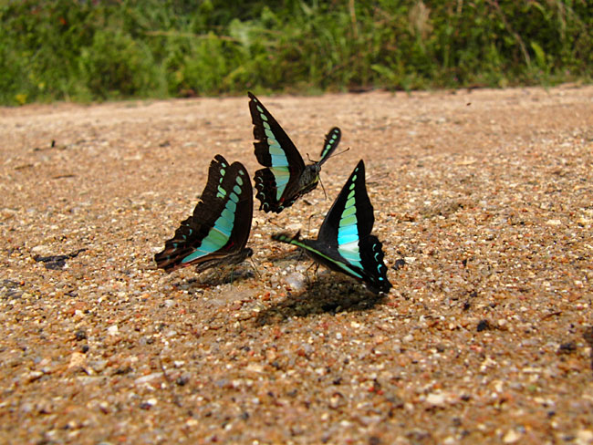 アオスジアゲハ（EX-F1）