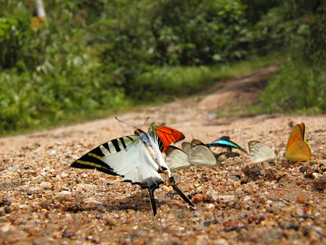 オナガタイマイの飛び立ち（EX-F1）
