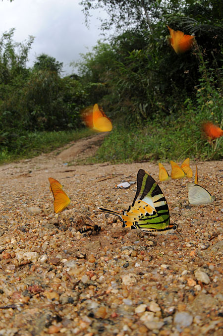 オナガタイマイ