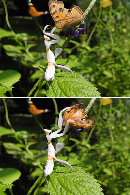 ハナカマキリ、捕食の瞬間