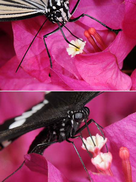 ブーゲンビリアの花の蜜のある場所