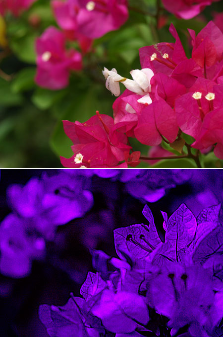 紫外線で見たハナカマキリ