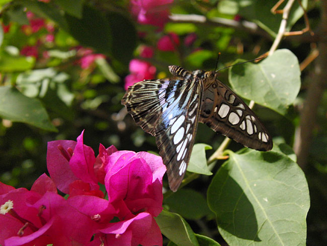 トラフタテハの飛翔