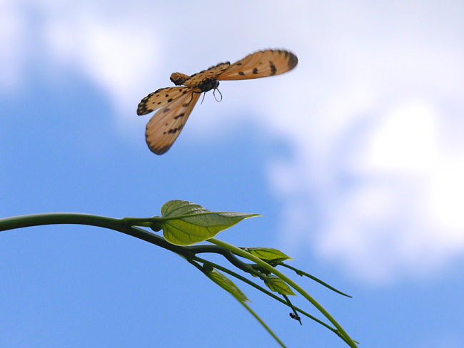 ホソチョウの飛翔