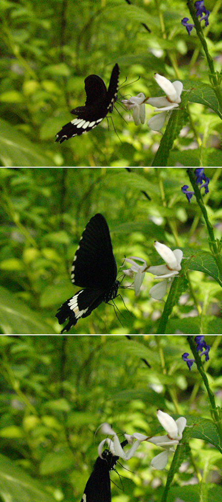 再びハナカマキリの捕食