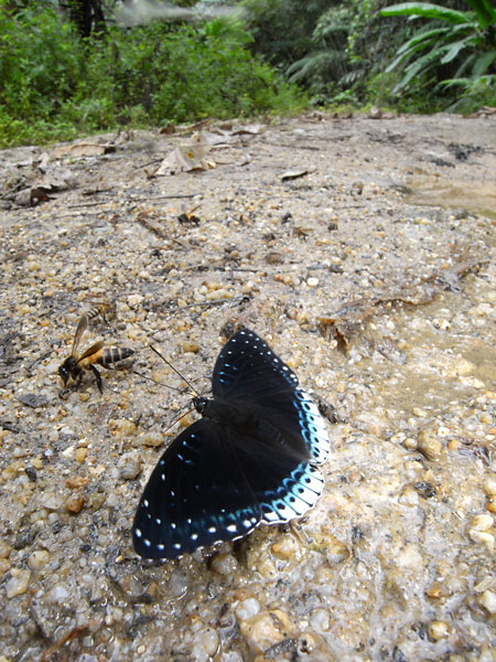 シロヘリスミナガシ（GX100）