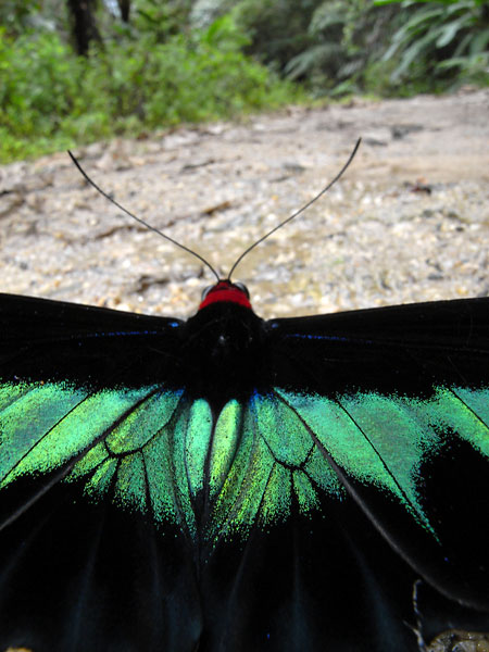 アカエリトリバネアゲハ（GX100）