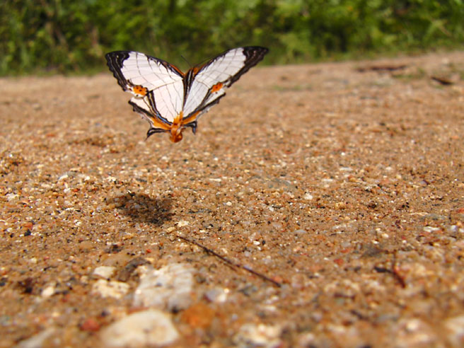 ニベアイシガケチョウ