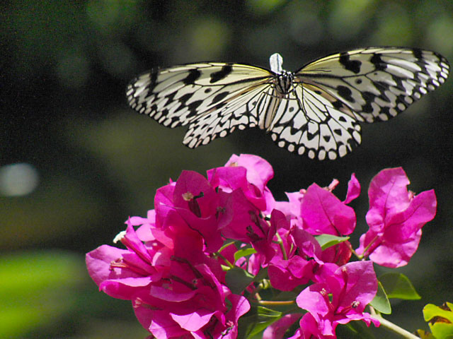 オオゴマダラの飛び立ち