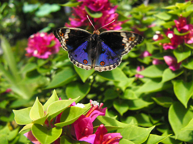 アオタテハモドキ