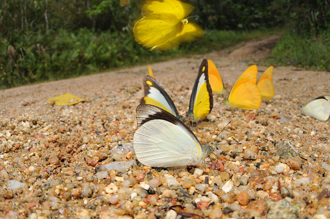 クモガタシロチョウ