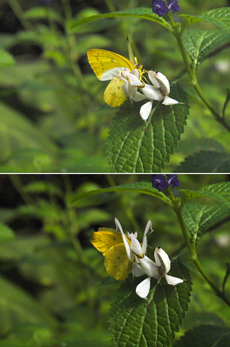 ハナカマキリの補食の瞬間（EX-F1）