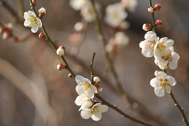 ウメの花が咲き始める