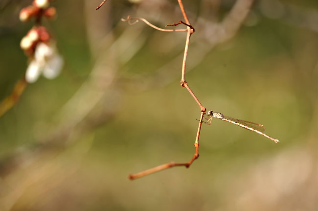 ホソミオツネントンボ