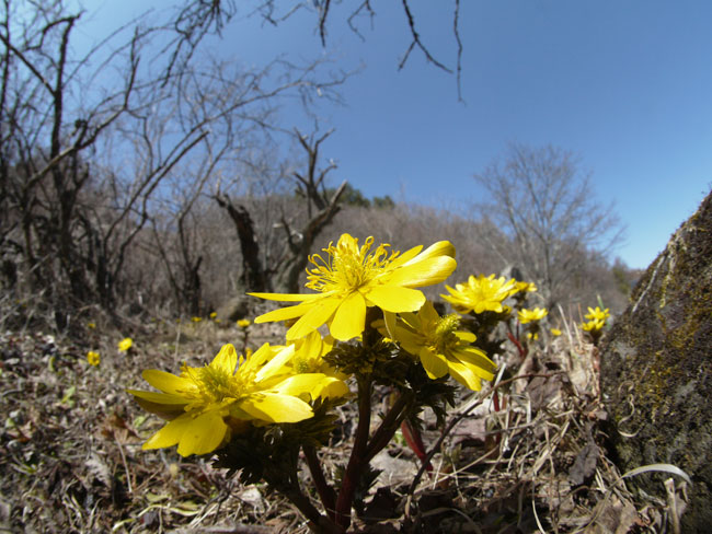 フクジュソウが満開