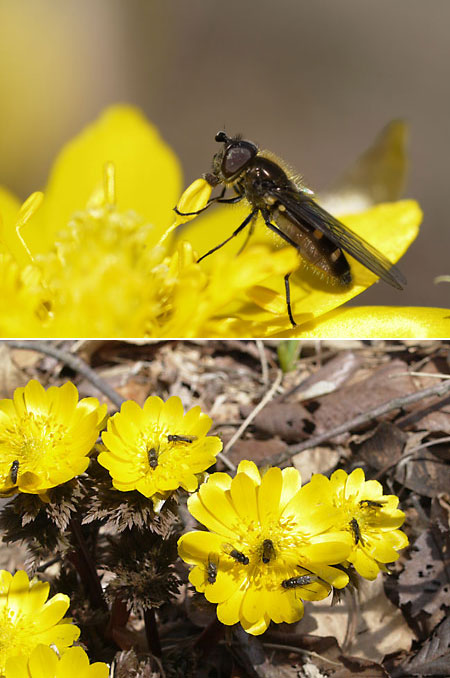 フクジュソウにアブがたくさん